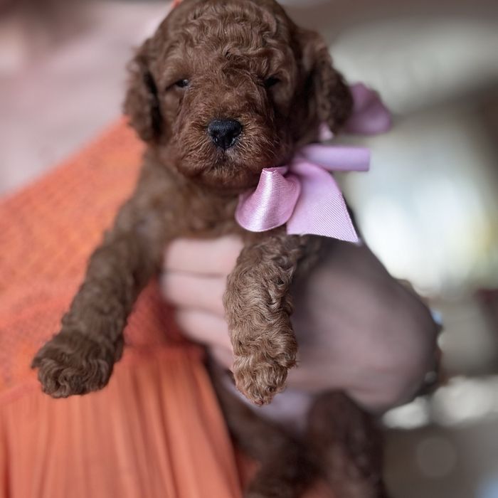 шикарний хлопчик у забарвленні RED BRAUN