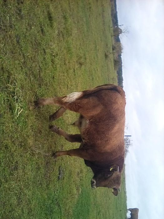 Sprzedam byka rasy MM