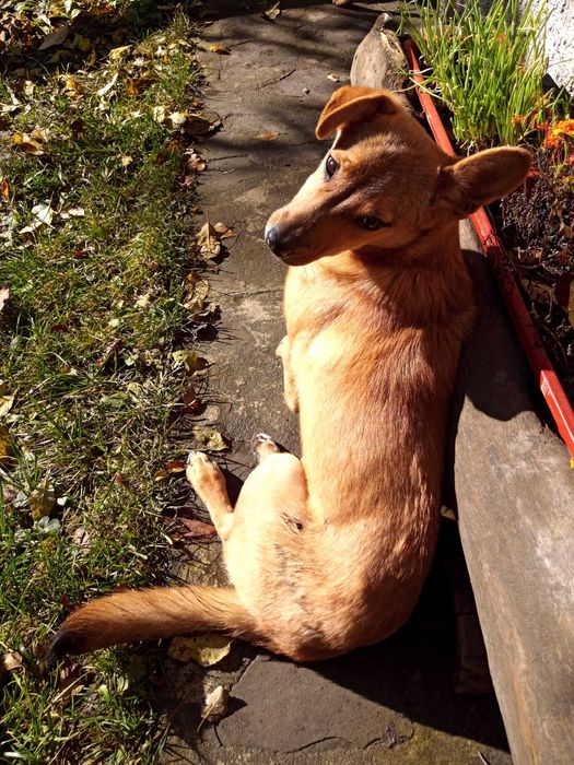 Шукає дім невеличка собачка цуценя щенок песик Безкоштовно