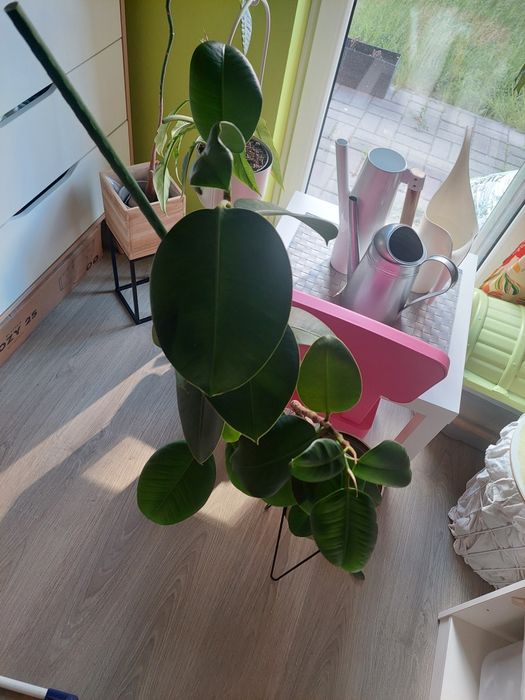 Fikus sprężysty elastica roślina kwiat duży 80 cm