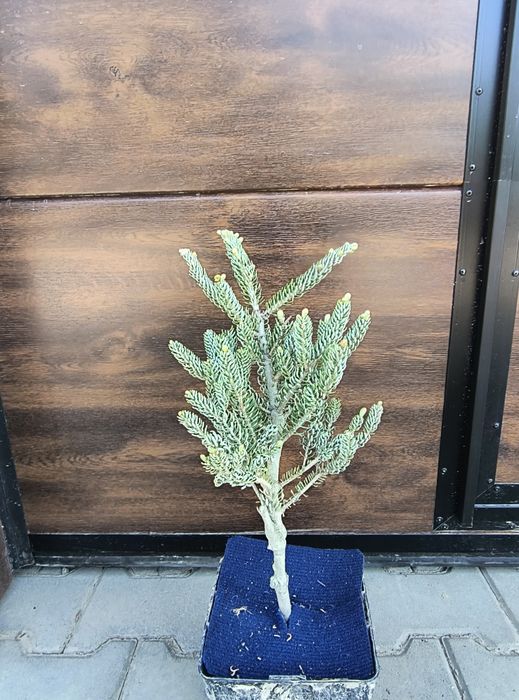 Jodła na pniu, różne odmiany