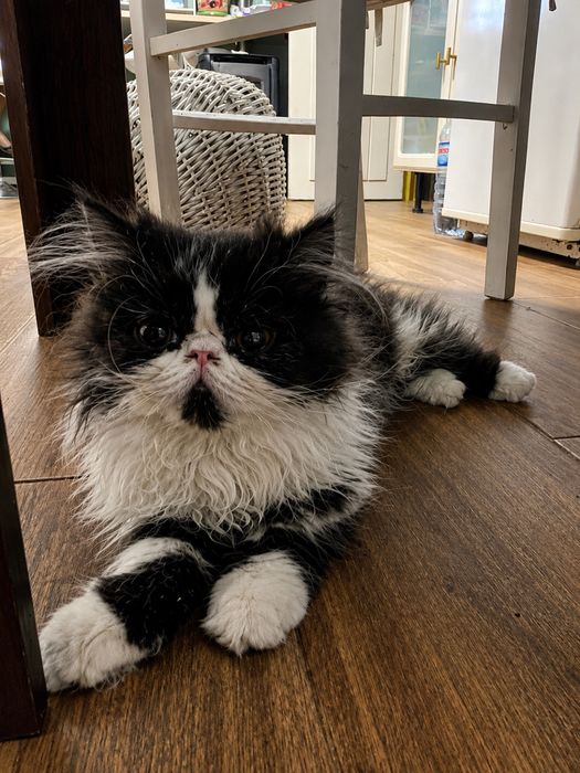 Gatinho persa meigo