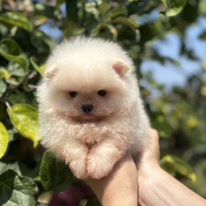 ляльковий Ведмедик шок классу