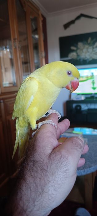Ring neck criados a mão e bebés para criar a mão.