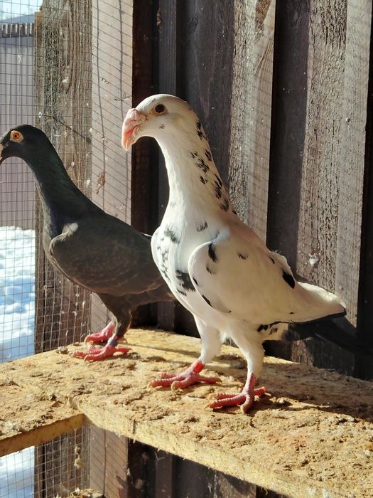 Gołębie rzeszowskie