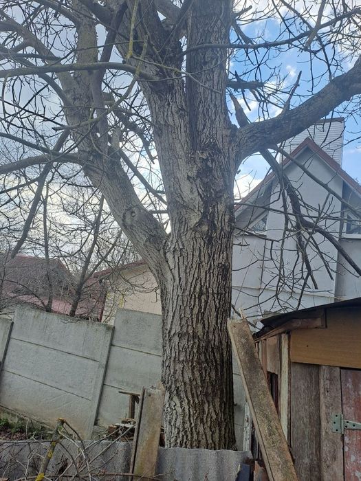 Продам дерево горіха Рівне