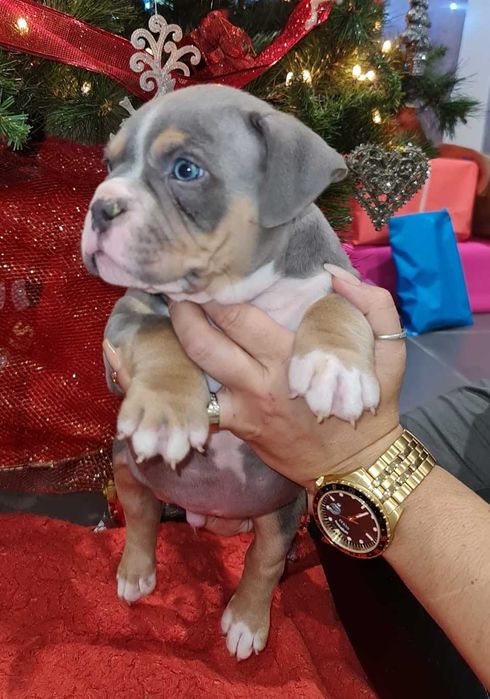 American Bully Pocket