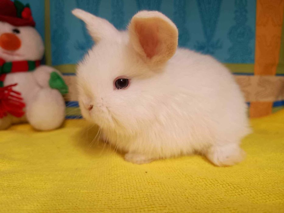 Sprzedam króliczki mini loop mini lop niebieskookie