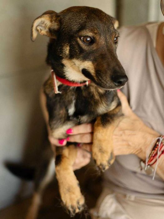 Suczka do adopcji ARIA