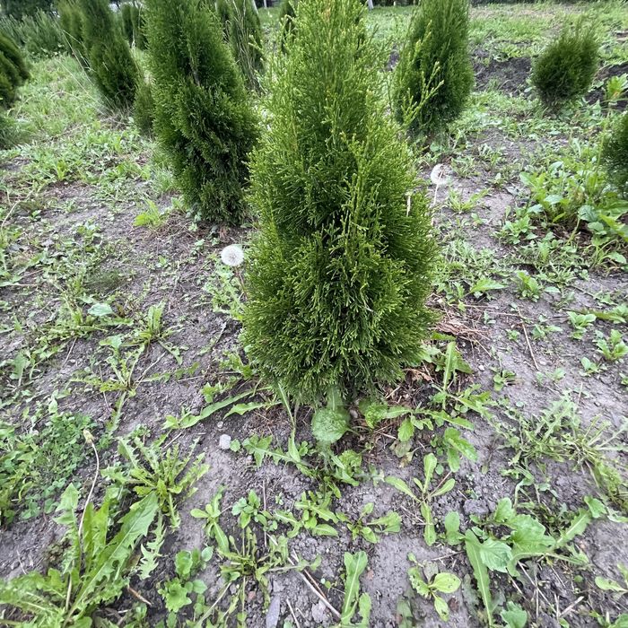 Туї смарагд