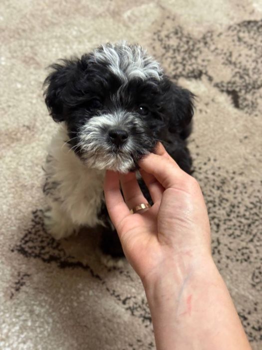 Мальтипу міні хлопчик ціна акційна  700€