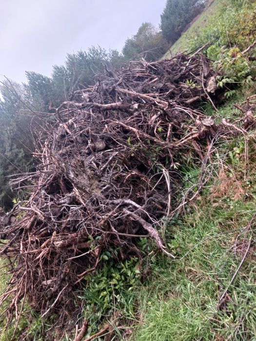 Karpy, korzenie, pinki oddam