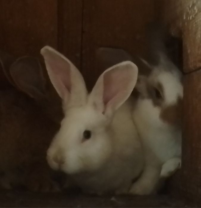 Продаються кролики 2 місяці