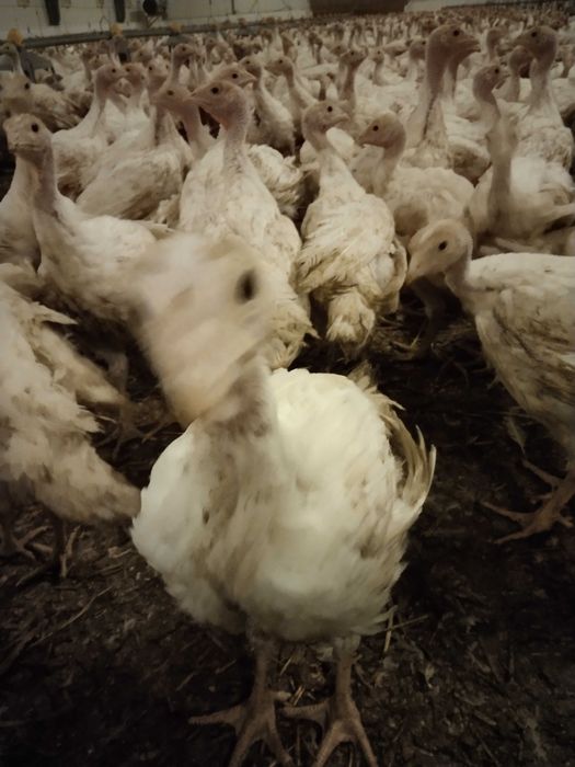 Indyki odchowane białe indory indyczki