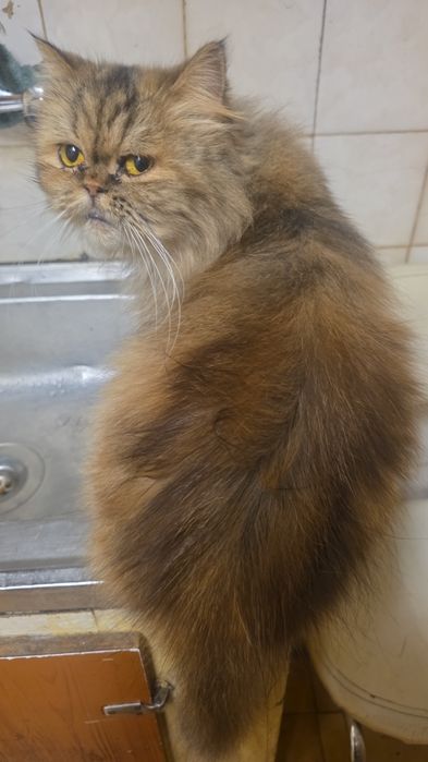 Gatos persas para dar a pessoas responsáveis
