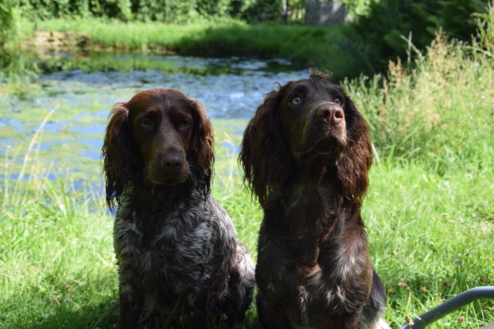Szczeniak Polski Spaniel Myśliwski