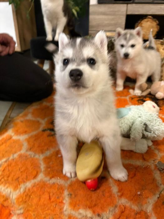 Siberian husky szczeniaczeki FCI