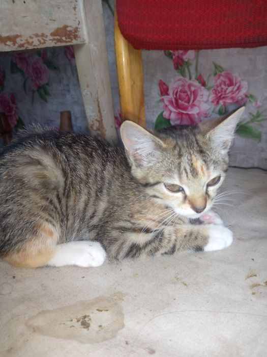 Продам кошенят в добрі руки