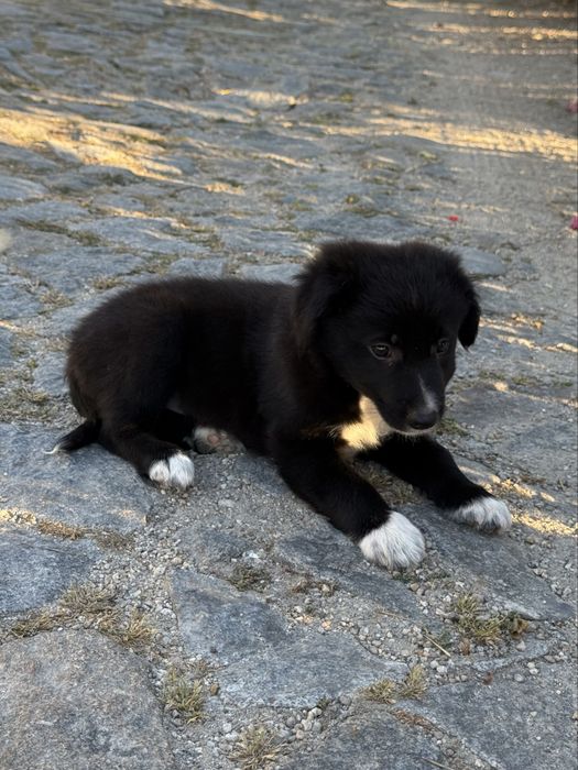 Cachorro border collie