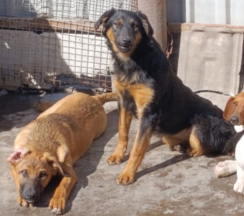 Ищут дом метисы овчарки. Щенки.