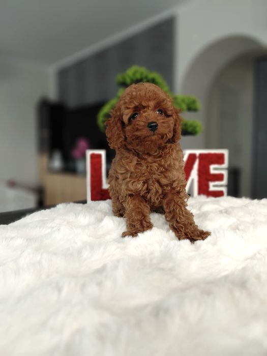 Pudel Toy Red Piesek