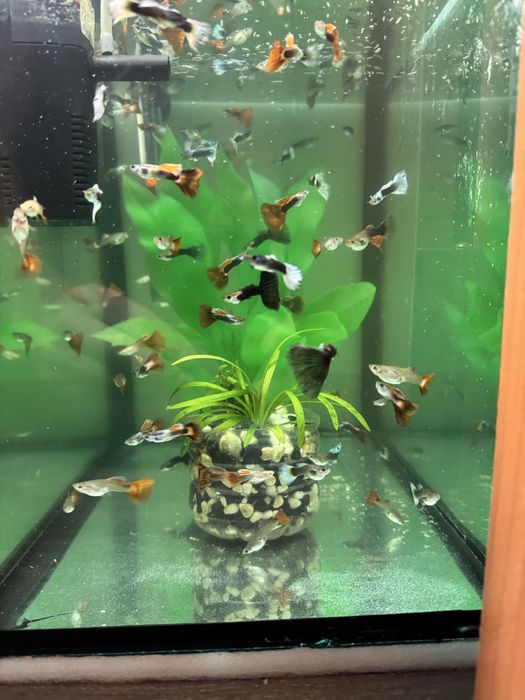 Продаються рибки