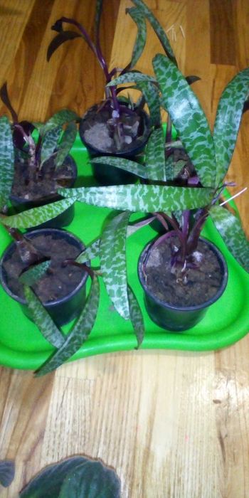 Квіти різноманітніші домашні