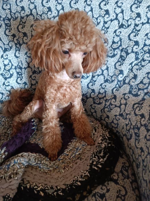 Хлопчик той Пудель