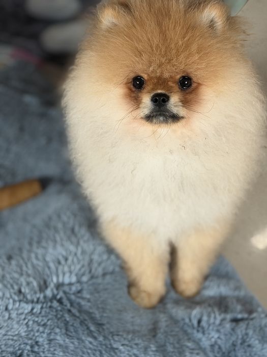 Szpic miniaturowy / pomeranian obłedny miś  GWIZDA FCI