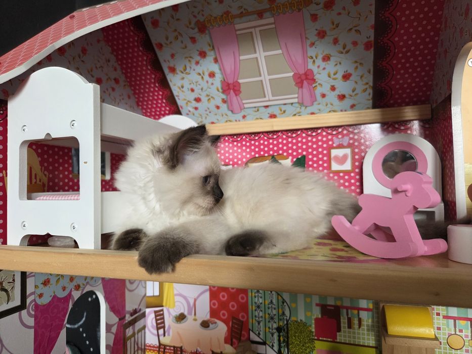 Kocięta Ragdoll szukają swoich domków
