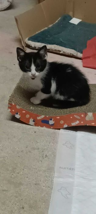 Adoção responsavel de gatinhos.