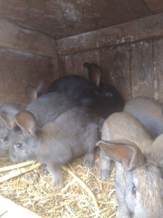 Кроленята мішана порода