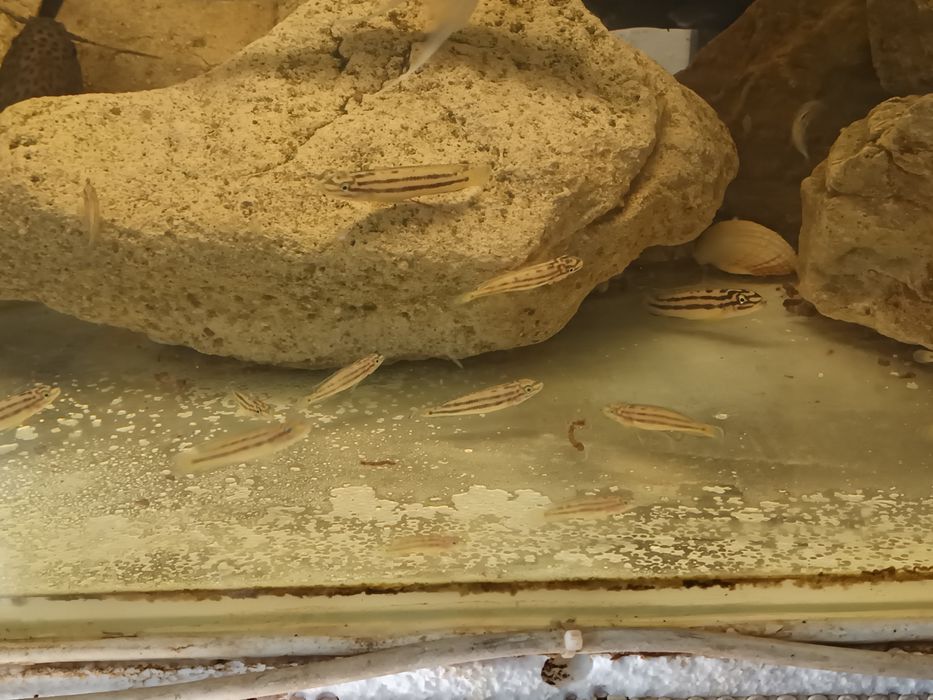 Julidocromis Renani