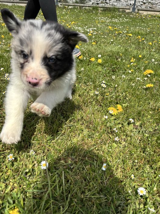 Szczeniak Border Collie