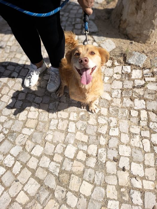 Cão pequeno para adoção