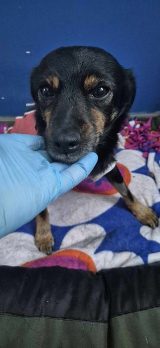 Mała suczka około 3 lata