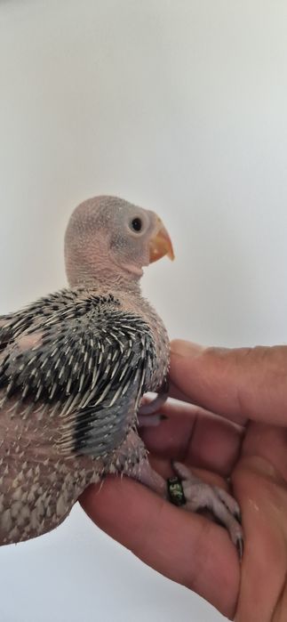 Ring neck azuis e azuis turquesa para  criar a mão