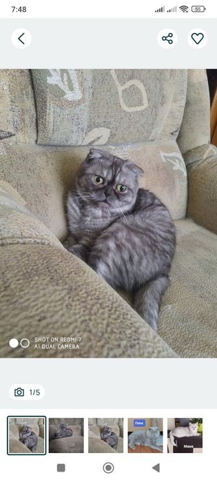 Котик Скоттиш фолд. Харьков.