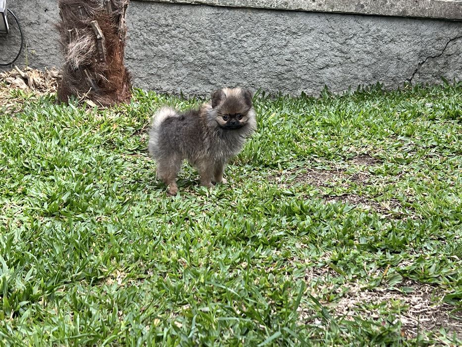 Menino lulu com pedigree em Braga