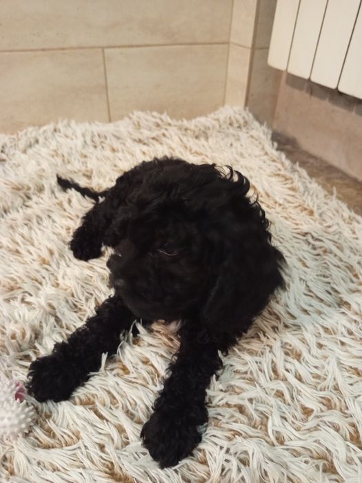 Szczeniak Cavapoo
