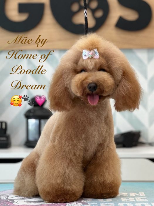 Linda puppy de Caniche/Poodle toy vermelho procura novo dono!!!