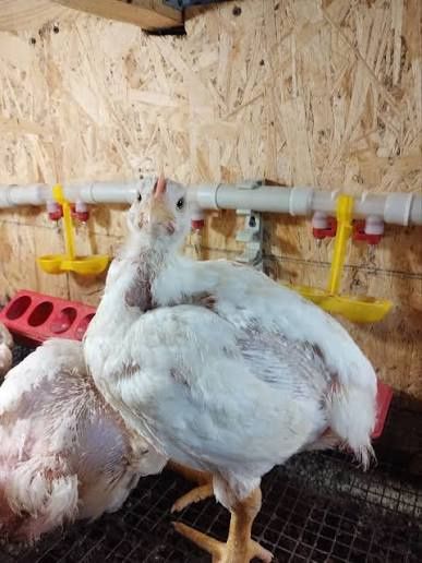 Бройлер,інші курчата,качки,гуси,індики