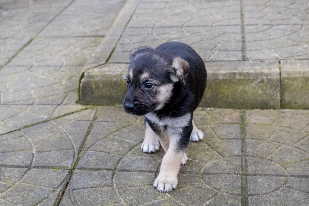 Oddam pieski w dobre ręce