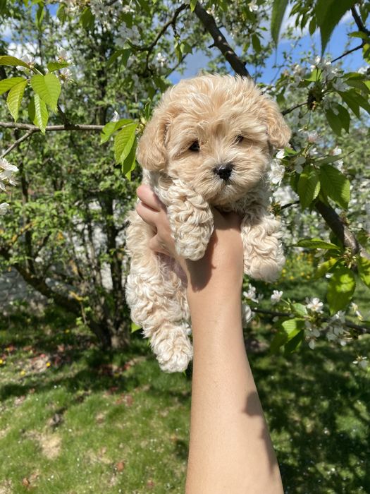 Міні мальтипу ф1 чіповані