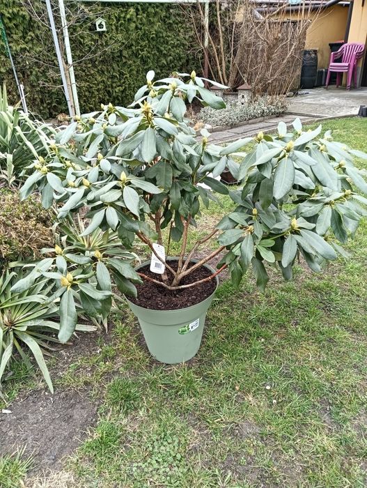 Rhododendron - czerwony, piękna duża sadzonka