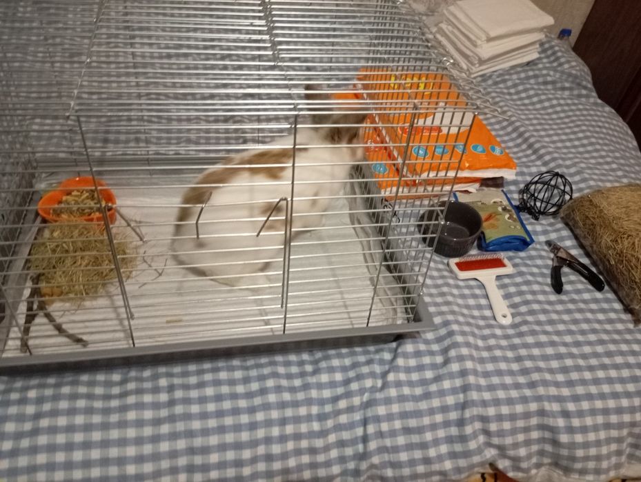 Кролик  декоративный , со всеми комплектующими.