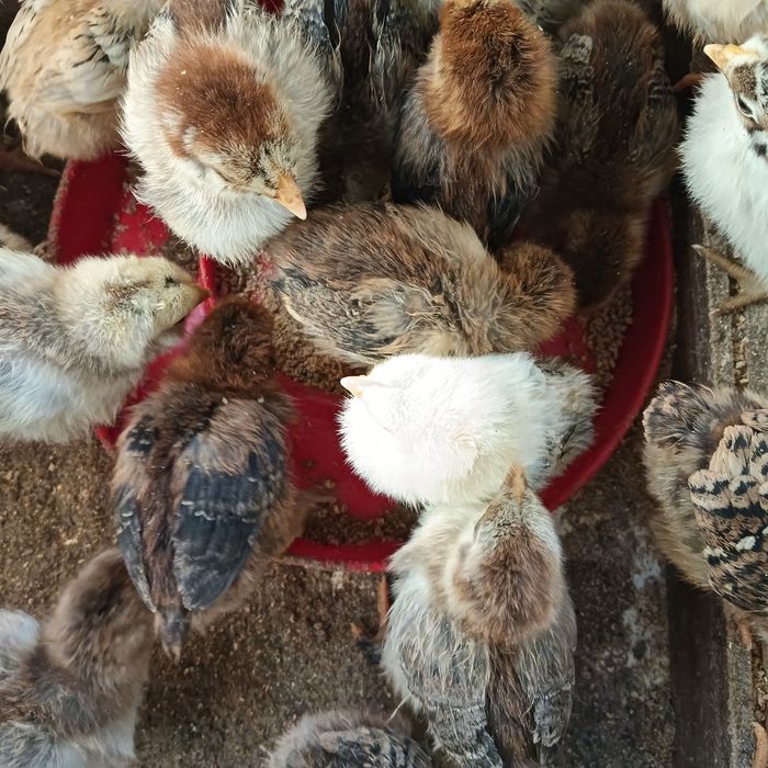 Pintos (1 mês) de alta qualidade