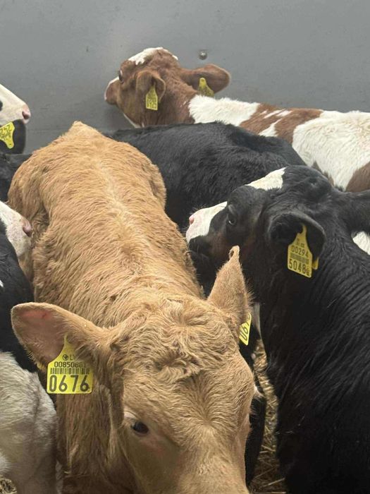 Cielaki odsadki byczki jałóweczki