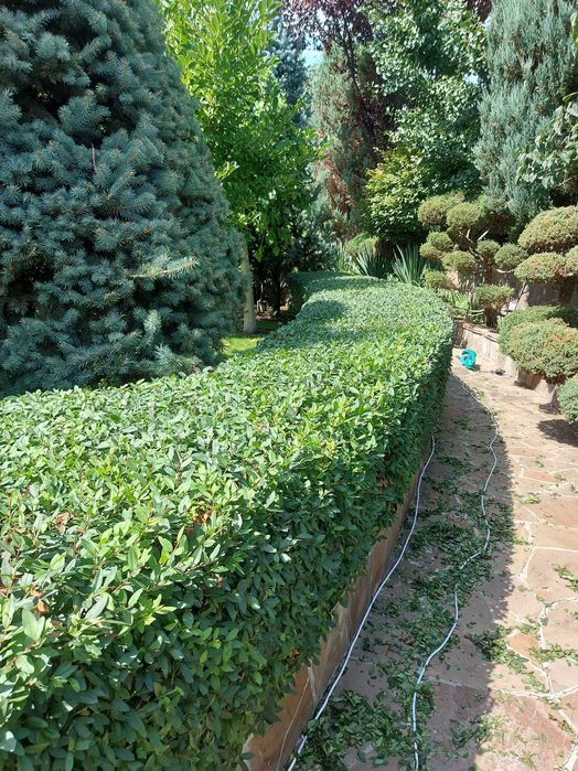 Послуги садівника. Обробка рослин від шкідників та хвороб.