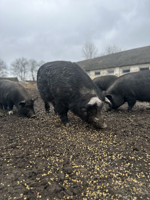 Мангали мангальскі свині вʼєтнамські
